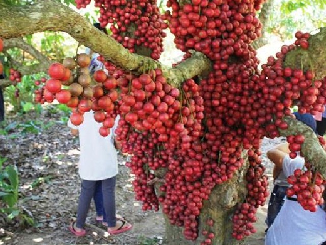 Cây đỏ hay còn gọi là cây dâu da đỏ có trái mọc từ ngọn xuống gốc bám vào thân, cho quả có vỏ màu đỏ