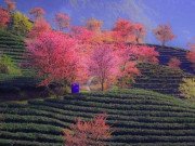 Xem ăn chơi - Đừng bỏ lỡ điểm check in "cực phẩm" ở Sa Pa