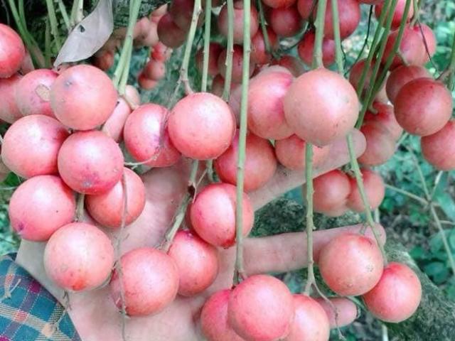 Loại quả xưa chín không thèm hái bất ngờ thành đặc sản lạ 120.000đồng/kg, chị em săn lùng ráo riết