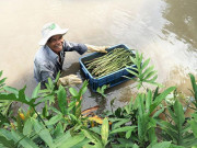 Xem ăn chơi - Loại rau mọc hoang ngoài bờ bụi, nay đem muối chua thành đặc sản bán tới 80.000 đồng/hộp
