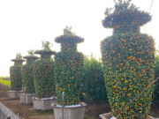 Tiêu dùng - Cây cảnh “khủng” trưng tết rục rịch xuống chợ, nhiều loại giảm giá tới 30%