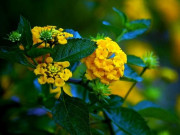 Nhà đẹp - Cây cảnh ra hoa 4 mùa, thân thiện với mùa đông, ai trồng không được chắc không hợp chơi hoa