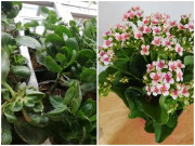 Nhà đẹp - Những loại hoa này chỉ cần hái một cành cắm vào đất là sống, cho hoa xum xuê
