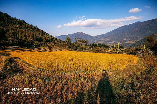 Ngắm những thửa ruộng tới mùa lúa chín vàng ruộm sẽ là trải nghiệm thú vị và lãng mạn khi đến Bình Liêu.