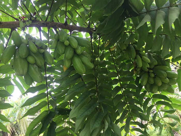 Loại quả 99% người nhìn đều không biết quả gì, vị cực chua nhưng càng ăn càng “ghiền” - 1