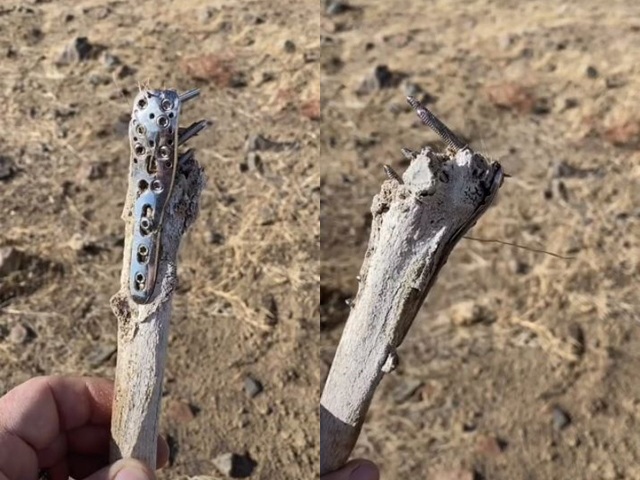 Mảnh xương mà anh Tad tìm thấy.