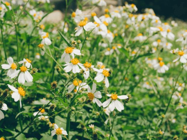 Loại rau xưa đầy không ai hái, giờ thành đặc sản được người giàu ưa chuộng, càng ăn càng ngon