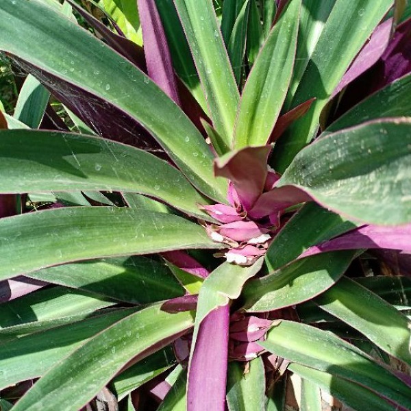 Hình ảnh cây Lẻ Bạn được chăm sóc tốt