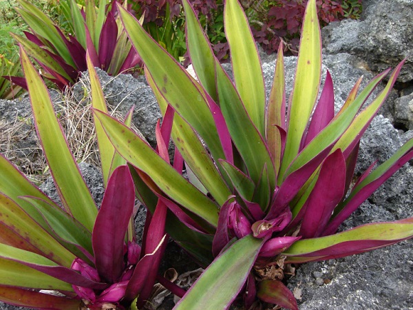 Hình ảnh cây Lẻ Bạn