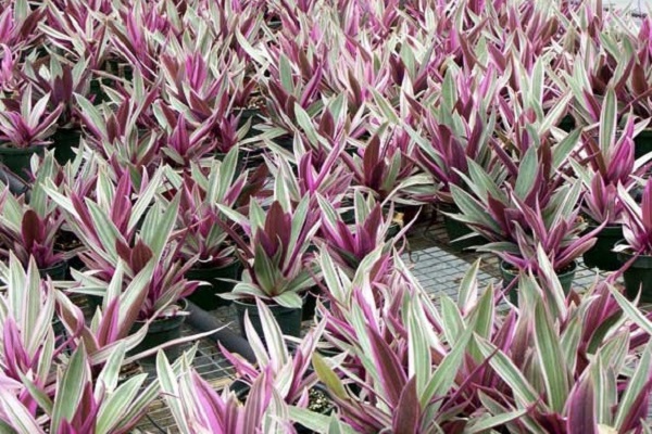 Cây Lẻ Bạn có công dụng trị bệnh quý giá