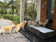 Nhà đẹp - Sáng ra mở cửa thấy nhà có dấu hiệu này là đại lộc, gia chủ sắp có tin vui