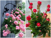 Nhà đẹp - 2 loại hoa trồng ở phòng khách nở hơn 200 ngày trong năm, không cần chăm tưới nước