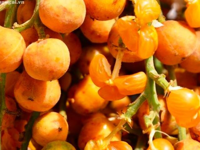 Loại quả xưa chín không thèm hái bất ngờ thành đặc sản lạ 70.000đồng/kg, chị em săn lùng ráo riết