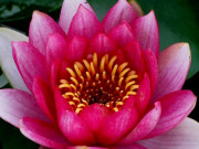 Eva tám - Vợ chồng thuộc 3 cặp con giáp này là định mệnh trời sinh, vơ hết tiền thiên hạ