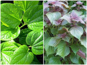 Nhà đẹp - 5 loại cây thơm lừng ở nhà, cắm xuống đất lớn nhanh như thổi, 2 tuần sau có rau ăn