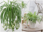 Nhà đẹp - Loại cây này có tác dụng như máy hút bụi, ít chăm vẫn lớn nhanh như thổi