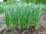 Xem ăn chơi - Loại lá xưa bỏ đi không ai hái, giờ thành đặc sản được người sành ăn ưa chuộng, 70.000 đồng/kg