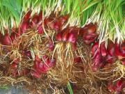Xem ăn chơi - Loại củ nghe tên đã thấy "quý hiếm", người có tiền muốn mua không phải dễ, giá lên tới 200.000/kg
