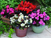 Nhà đẹp - 4 cây cảnh trồng vào mùa đông, nở hoa từ đông sang hè, có cây chưa chắc bạn đã biết