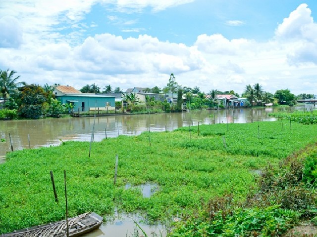 Loại rau xưa mọc đầy không thèm hái, giờ thành đặc sản phố thị có tiền cũng khó mua, 60.0000đồng/kg - 8