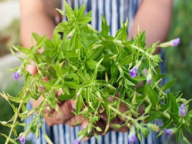 Cận cảnh cây rau ngổ đất