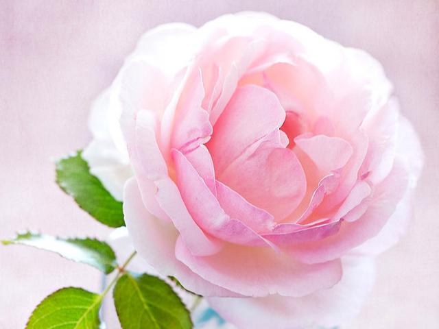 Trắc nghiệm tâm lý: Bông hoa đẹp nhất tiết lộ vẻ đẹp của bạn trong mắt chàng