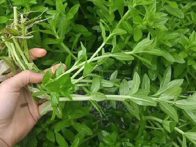 Loại rau xưa mọc đầy không thèm hái, giờ thành đặc sản phố thị có tiền cũng khó mua, 60.0000đồng/kg - 3