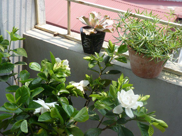5 loại cây, hoa thơm nức mũi, đặt trong nhà tắm bay hết mùi, chẳng khác gì xịt nước hoa - 3