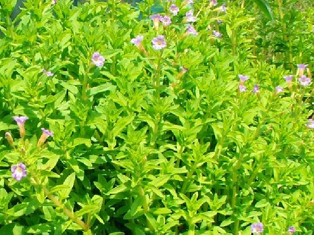 Cây rau ngổ dại trước đây không ai thèm hái, nay được người dân thành phố săn lùng để chế biến các món ăn vừa ngon vừa lạ