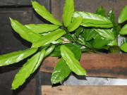 Xem ăn chơi - Loại lá có cái tên lạ, giờ thành đặc sản được "săn lùng", muốn ăn phải đến nơi này