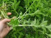 Tiêu dùng - Loại rau xưa mọc đầy không thèm hái, giờ thành đặc sản phố thị có tiền cũng khó mua, 60.0000đồng/kg