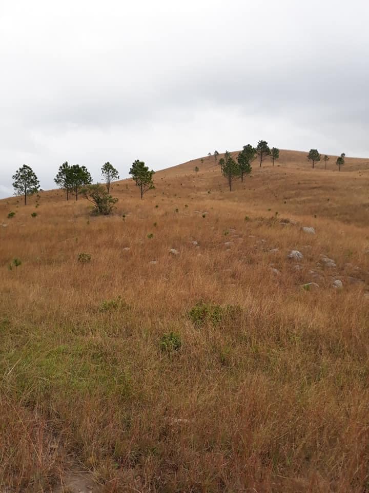 Ngất ngây với vẻ đẹp thảo nguyên của đỉnh Phượng Hoàng, Quảng Ninh - 4