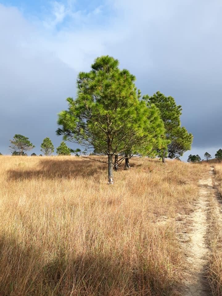 Ngất ngây với vẻ đẹp thảo nguyên của đỉnh Phượng Hoàng, Quảng Ninh - 3