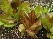 Tiêu dùng - Loại rau xưa mọc đầy không thèm hái thành đặc sản phố thị, ăn sống hay chín đều ngon, 100.000đồng/kg