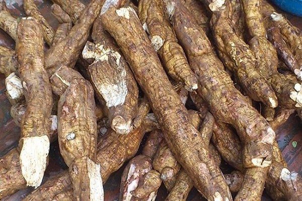 Sắn dây (hay còn gọi là bạch cát, cát căn, khau cát...) là loại câu thuộc nhóm dây leo sống lâu băm, mọc hoang trong rừng hoặc được trồng tại vườn, ruộng.