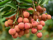 Sức khỏe - Tác dụng của quả vải, ăn vải có gây ra những tác hại gì không?