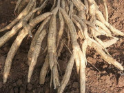 Xem ăn chơi - Loại củ xưa là món ăn "cứu đói", giờ thành đặc sản được chị em ưa chuộng, 150.000 đồng/kg