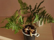 Nhà đẹp - Trồng cây cảnh dương xỉ này trên bệ cửa sổ phòng tắm, lá và thân rễ mọc thần tốc