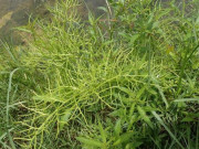 Tiêu dùng - Loại rau dại xưa nhổ vứt đi giờ thành đặc sản, bán 120.000đồng/kg có tiền muốn mua cũng khó