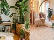 Nhà đẹp - Năm 2022 nên có 5 loại cây dễ trồng này, giúp lọc khí độc hại, mang lại vận may