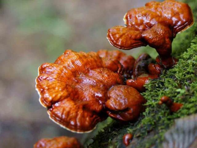 Thứ xưa có đầy, giờ thành đặc sản quý hiếm, người giàu muốn mua cũng khó, giá 2.500.000/kg