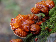 Xem ăn chơi - Thứ xưa có đầy, giờ thành đặc sản quý hiếm, người giàu muốn mua cũng khó, giá 2.500.000/kg