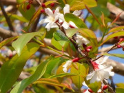 Tiêu dùng - Loại rau xưa mọc bạt ngàn không thèm hái, giờ thành đặc sản nổi tiếng không có để bán, 250.000đồng/kg