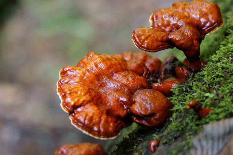 Nấm lim xanh thuộc họ nấm linh chi nhưng chỉ mọc ra từ những cây lim xanh đã mục ruỗng trong các khu rừng nguyên sinh.