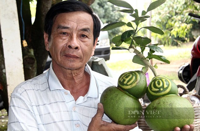 Do tình hình dịch bệnh kéo dài, việc đi lại khó khăn và dự đoán sức mua của thị trường sẽ giảm nên ông Võ Trung Thành không sản xuất bưởi hồ lô và dưa hấu thỏi vàng. Trong ảnh, bưởi hồ lô do ông Thành sản xuất năm trước. Ảnh: Huỳnh Xây