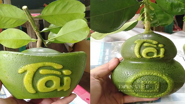 Anh Huỳnh Thanh Tâm không sản xuất bưởi hồ lô, bưởi thỏi vàng bán Tết như những năm trước. Ảnh: Huỳnh Xây