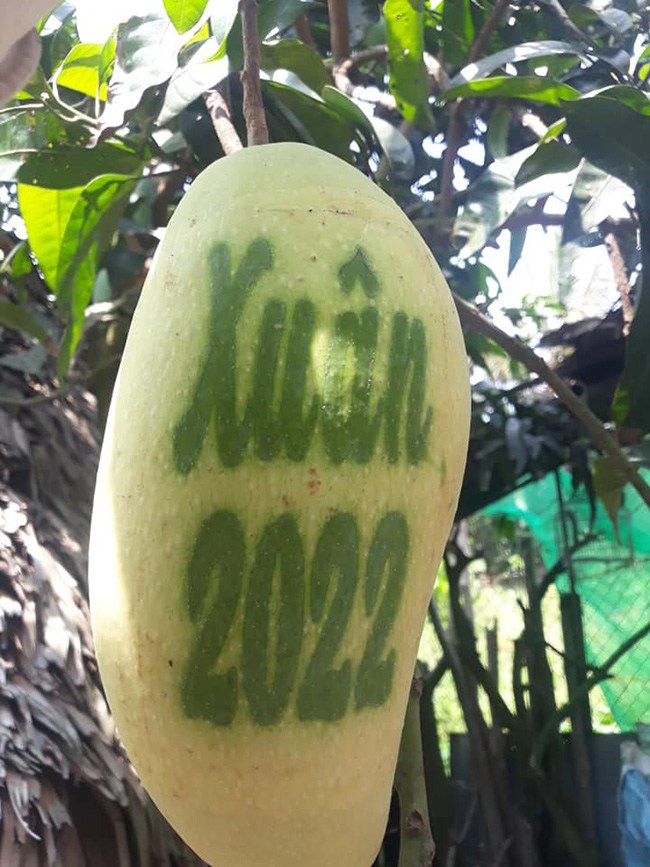 Sản phẩm xoài in chữ thư pháp để giới thiệu cho khách hàng của anh Bùi Văn Thức ở huyện Châu Thành, tỉnh Hậu Giang. (Ảnh: Bùi Văn Thức)