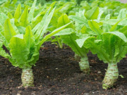 Xem ăn chơi - Loại rau xưa có đầy, giờ thành đặc sản chế biến món ngon hấp dẫn bao người, giá 70.000 đồng/kg