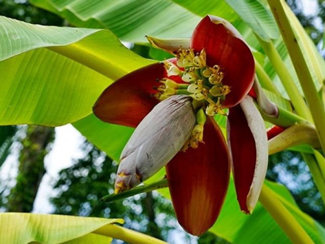 Loại rau xưa có đầy không ai ăn, giờ thành đặc sản nổi tiếng khiến bao người mê mệt