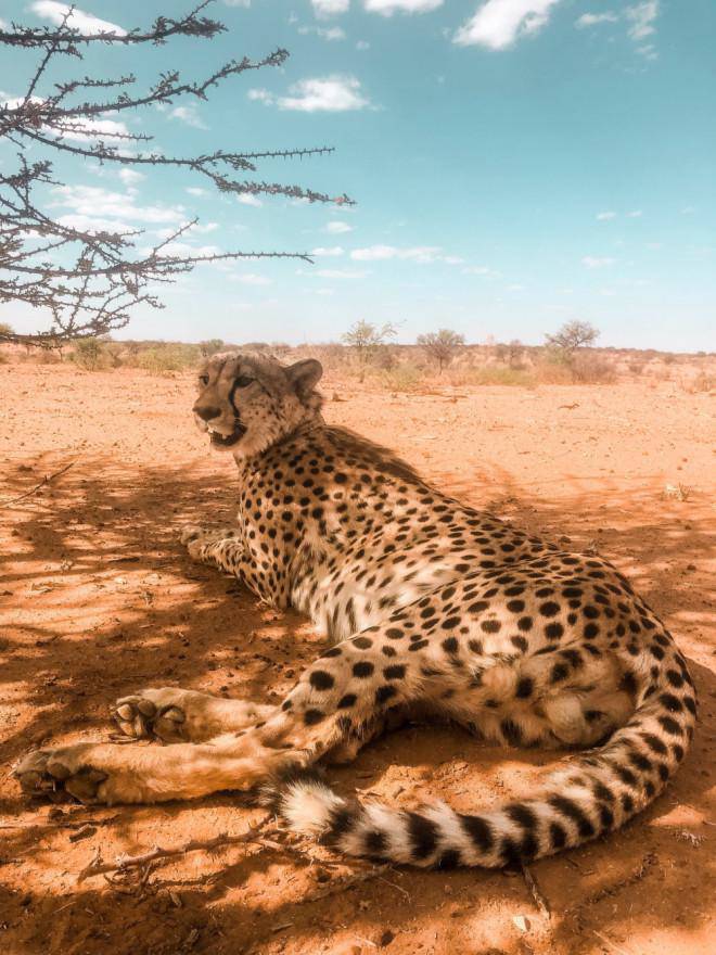 Một con báo Cheetah nằm thư giãn dưới gốc cây tại Namibia. Ảnh: Jessie Crettenden.